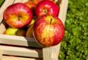 کمبود سیب تنظیم بازار در یزد