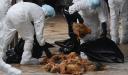 آنفولانزای اخیر حاد پرندگان در یزد 22 میلیارد خسارت برجا گذاشت