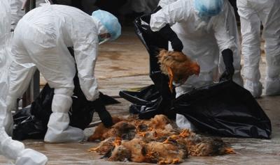 آنفولانزای اخیر حاد پرندگان در یزد 22 میلیارد خسارت برجا گذاشت