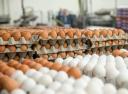 افزایش دو هزار تومانی قیمت تخم مرغ در یزد