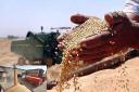 بیش از ۲۲ هزار تن گندم مازاد بر نیاز کشاورزان استان یزد خریداری شد