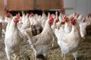 ظرفیت صادرات 100هزار تن گوشت مرغ استان به خارج از کشور/ لزوم رفع موانع در صنعت مرغداری