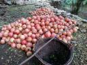 آغاز برداشت انار در باغات خاتم/ پیش‌بینی برداشت 55 تن انار در شهرستان