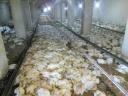 17 هزار قطعه مرغ در مروست تلف شد