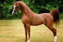 ثبت ژنتیکی اسب‌های نژاد عرب کشور در یزد آغاز شد