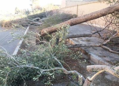شهرداری شاهدیه از طریق مراجع قضائی پیگیر قطع درختان است